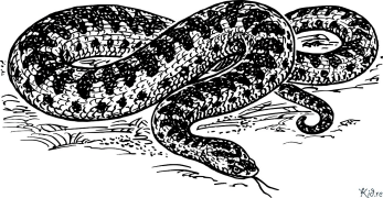 snakes Coloring Pages To Print